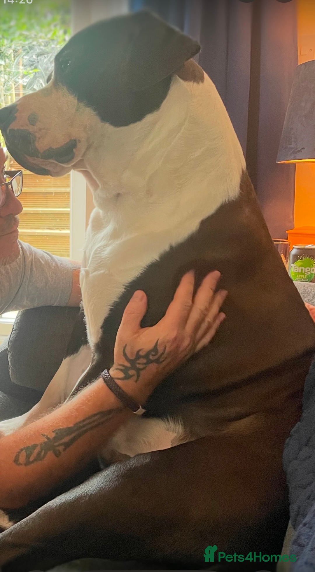 American Bulldog dogs for stud: American bulldog  - Image 10