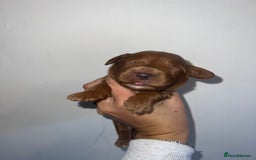 Cockapoo dogs for sale: 🐾 F1 Cockapoo Puppies 🐾 - Image 5