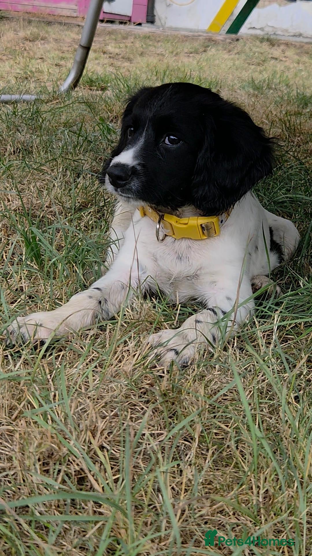 English Springer Spaniel dogs 15 week old female springer spaniel  - Advert 1