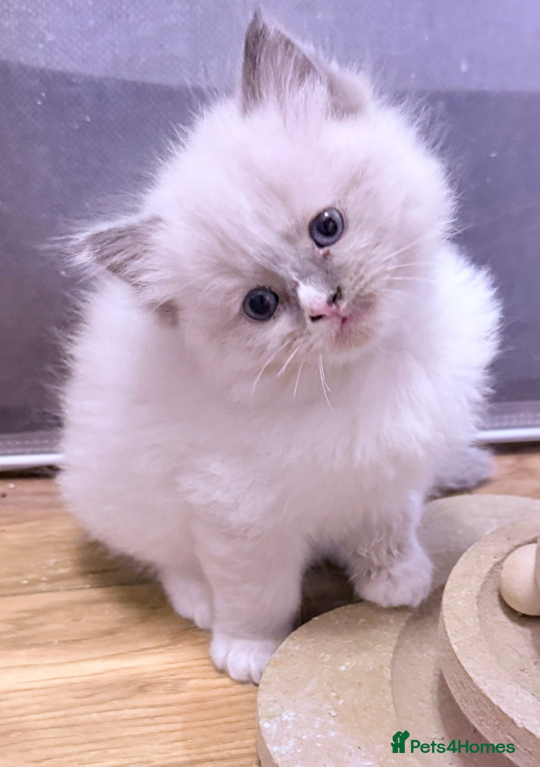 Ragdoll cats for sale: 💕🏅GCCF reg. Champ blood Beautiful Ragdolls 🏅💕 - Advert 4