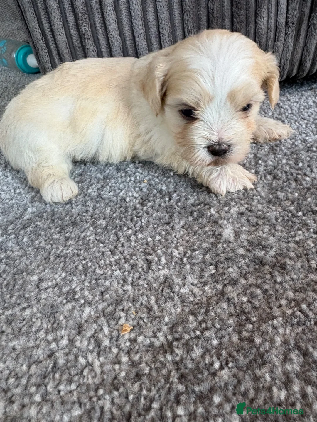 Maltipoo dogs for sale: Here we have a stunning littler of maltipoo pups  in Chipping Norton - Advert 2