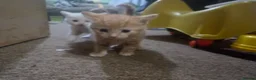 Mixed Breed cats for sale: 2 9 week old kittens  - Advert 4