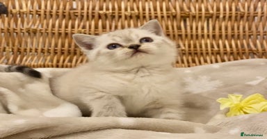 British Shorthair cats 🧸EXCEPTIONAL QUALITY PURE BREED BSH TEDDY BEARS🧸 - Advert 1