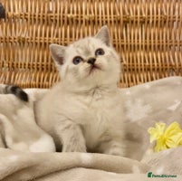 British Shorthair cats 🧸EXCEPTIONAL QUALITY PURE BREED BSH TEDDY BEARS🧸 - Advert 1