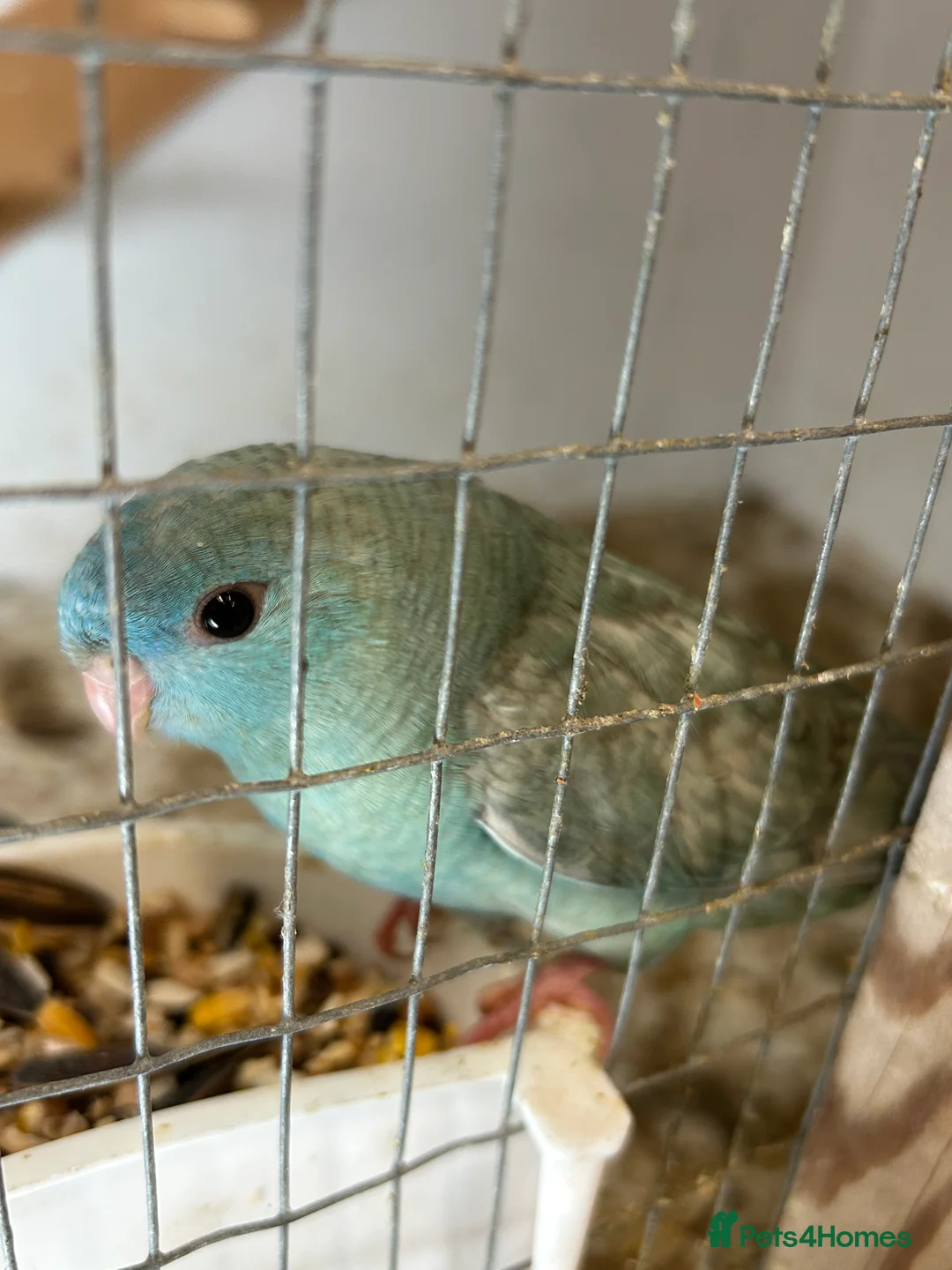 Parakeets birds for sale: Linnie for sale - Advert 2