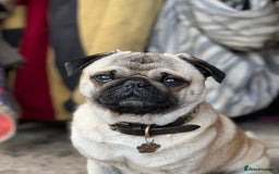 Pug dogs for stud: Brian the ultimate pug for stud only  - Image 4
