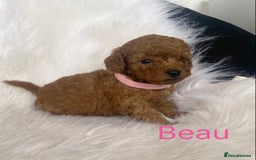 Miniature Poodle dogs for sale: Gorgeous Red Minature Poodles Puppies  - Image 25