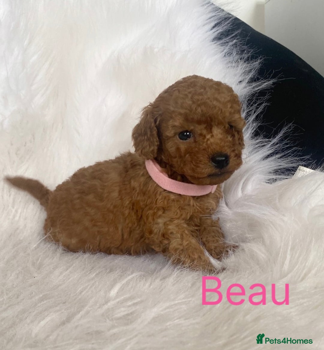 Miniature Poodle dogs for sale: Gorgeous Red Minature Poodles Puppies  - Image 25