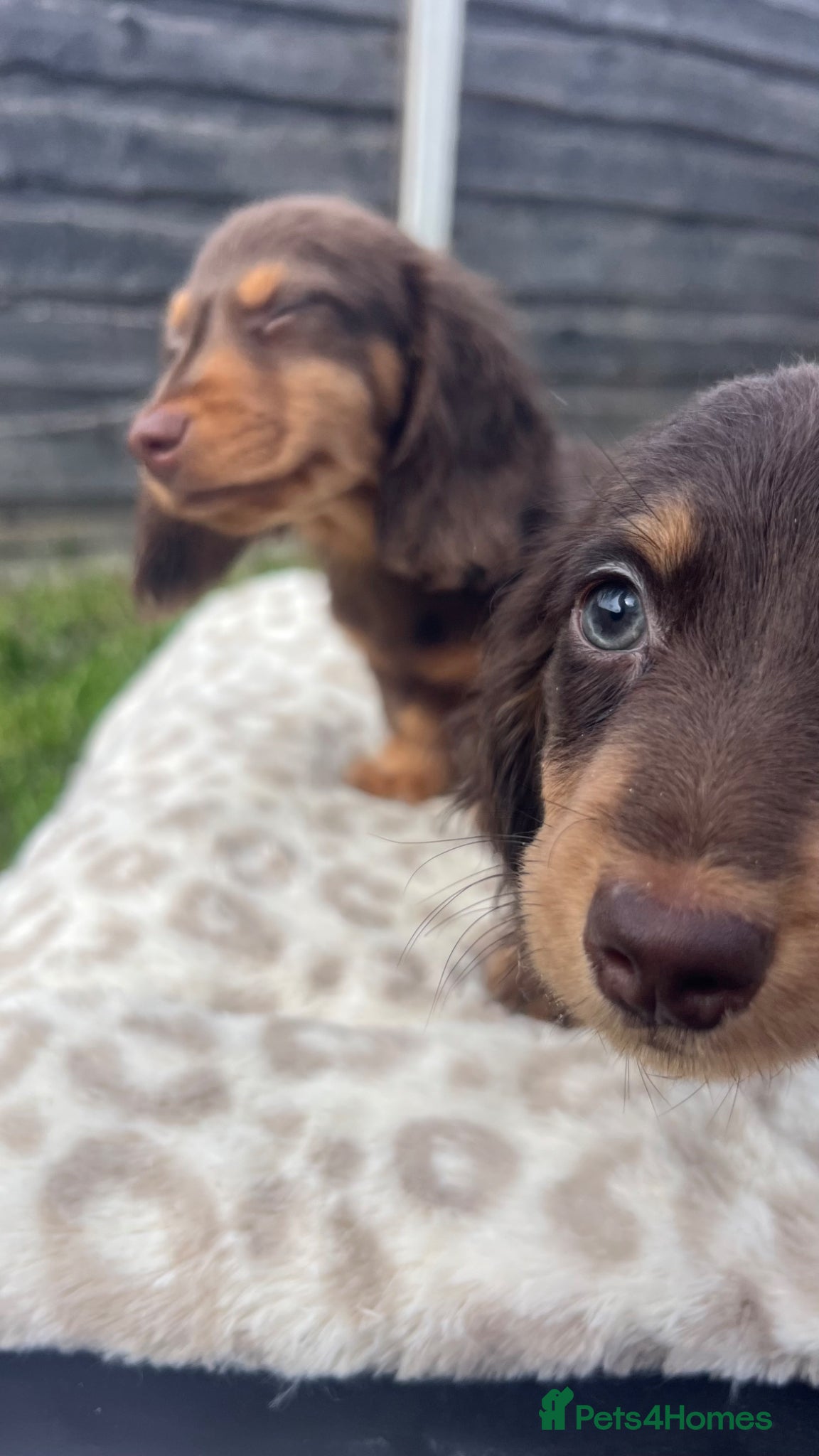 Miniature Dachshund dogs 📢Reduced – Last 2  Mini Longhair Boy’s Available  - Advert 4