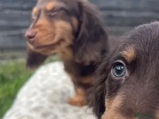 Miniature Dachshund dogs 📢Reduced – Last 2 Mini Longhair Boy’s Available - Advert 4