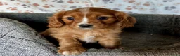 Cavalier King Charles Spaniel dogs for sale: Beautiful ruby boy looking for forever home - Advert 7