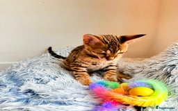 Savannah cats for sale: TICA Reg F3 Savannah Female Kitten ONE LEFT - Image 28