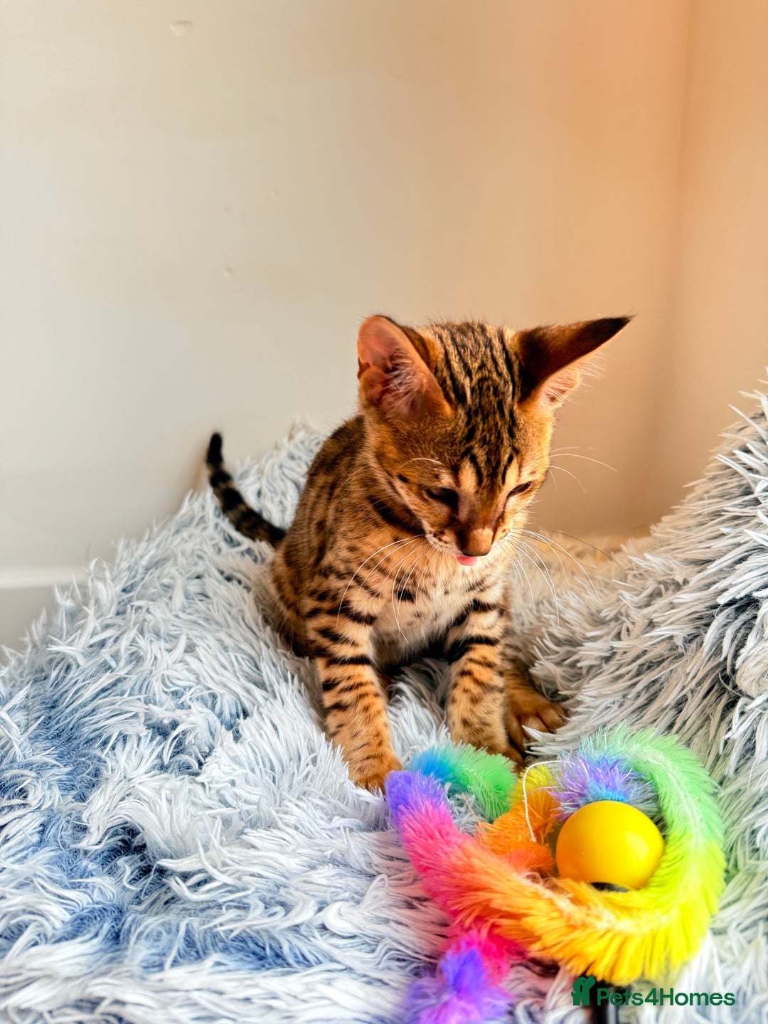 Savannah cats for sale: TICA Reg F3 Savannah Female Kitten ONE LEFT - Image 28