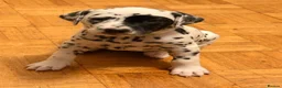 Dalmatian dogs for sale: 6 Dalmatian Puppies for Sale  in Heathfield - Advert 24