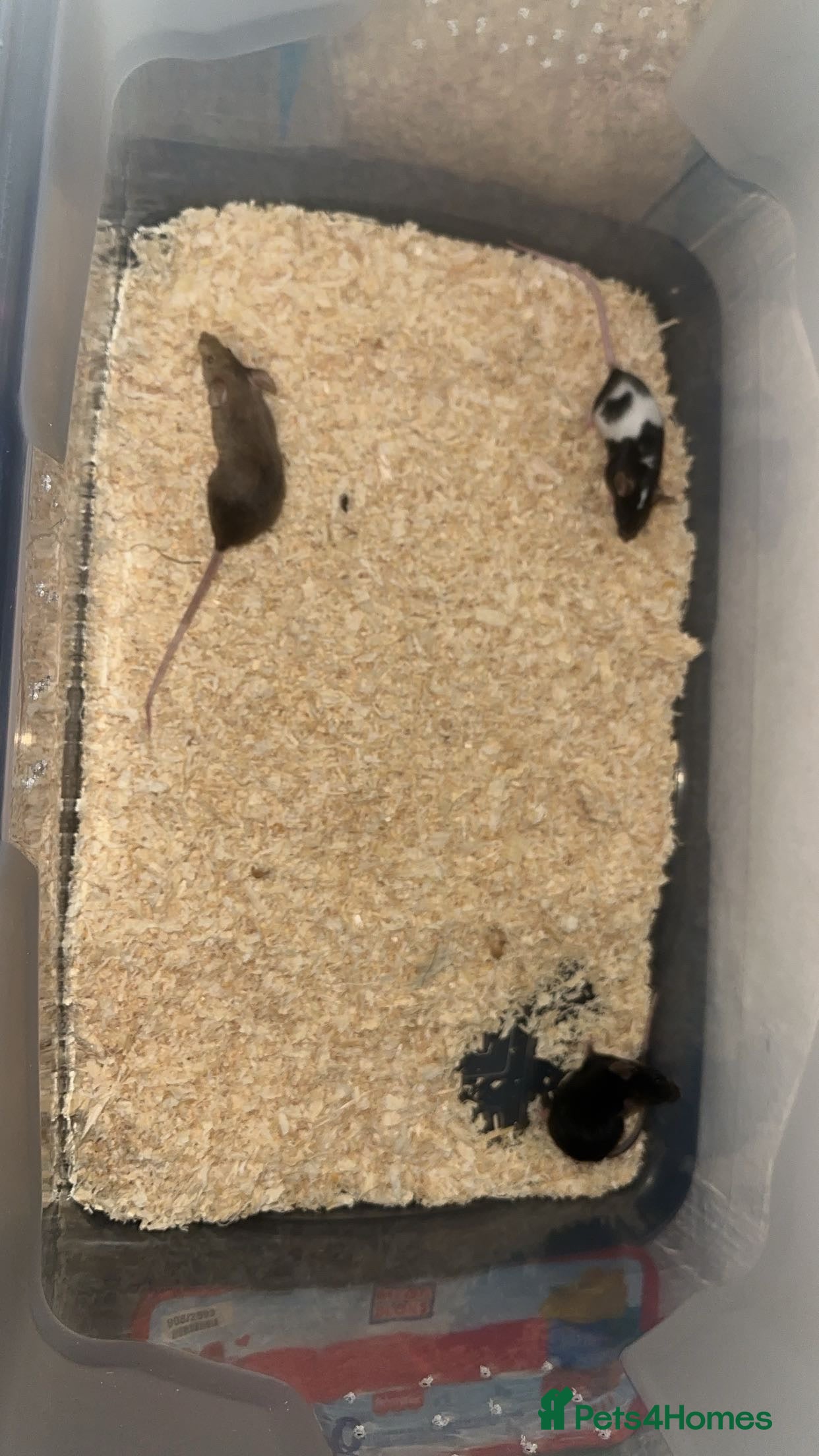 Mouse rodents Baby female mice   - Advert 1