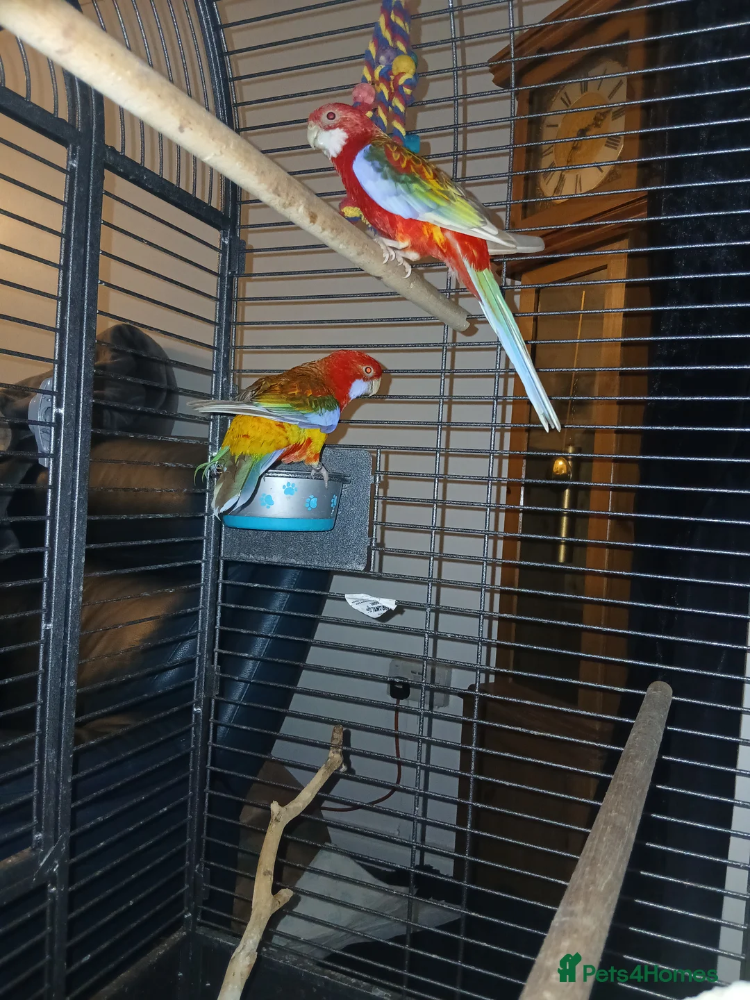 Parrots birds for sale: Pair rosella pennants - Advert 1
