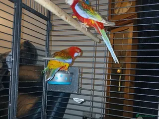 Parrots birds Pair rosella pennants - Advert 6