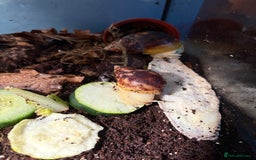 Snails invertebrates for sale: Giant African land snails for sale  - Image 1
