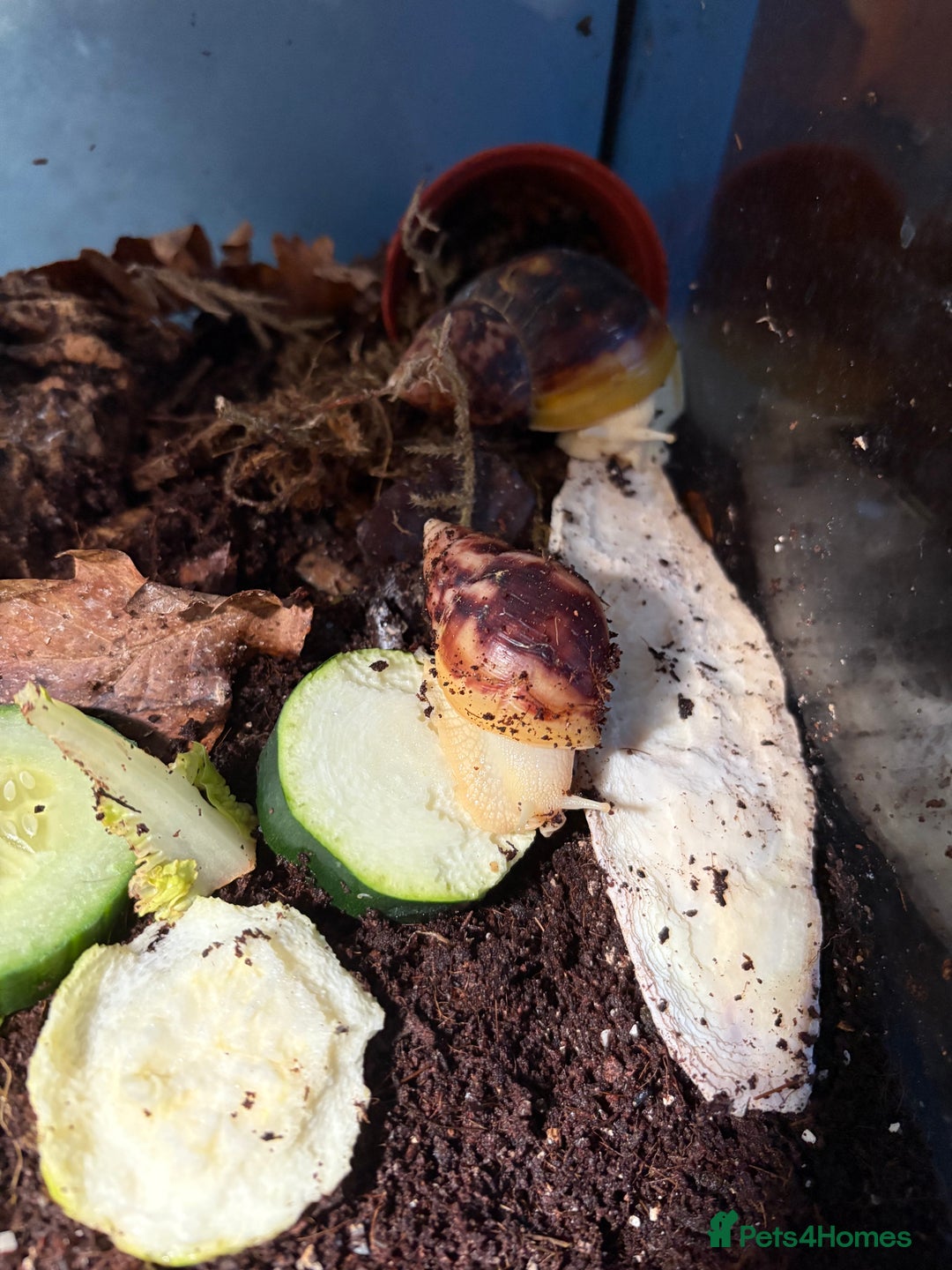 Snails invertebrates for sale: Giant African land snails for sale  - Image 1