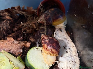 Snails invertebrates - Advert 23