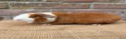 Guinea Pig rodents for sale: Stunning teddy boars - Advert 4