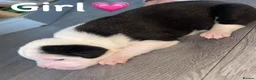 Mixed Breed dogs for sale: American bulldog X staffy pups  - Advert 4