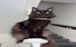 Maine Coon cats for sale: Maincoon - Image 2