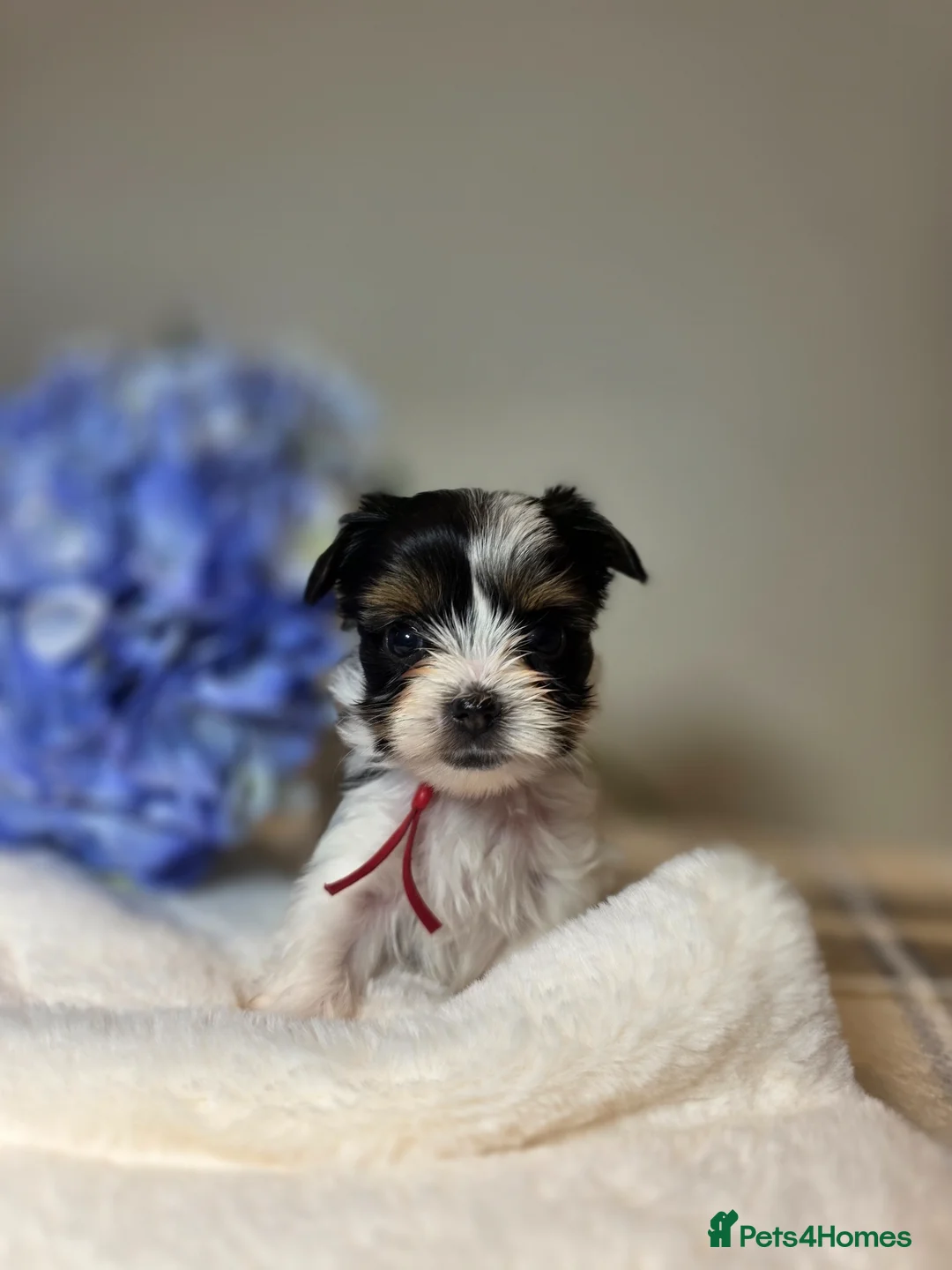 Yorkshire Terrier dogs for sale: Purebred 4 Generation Puppies - Advert 8