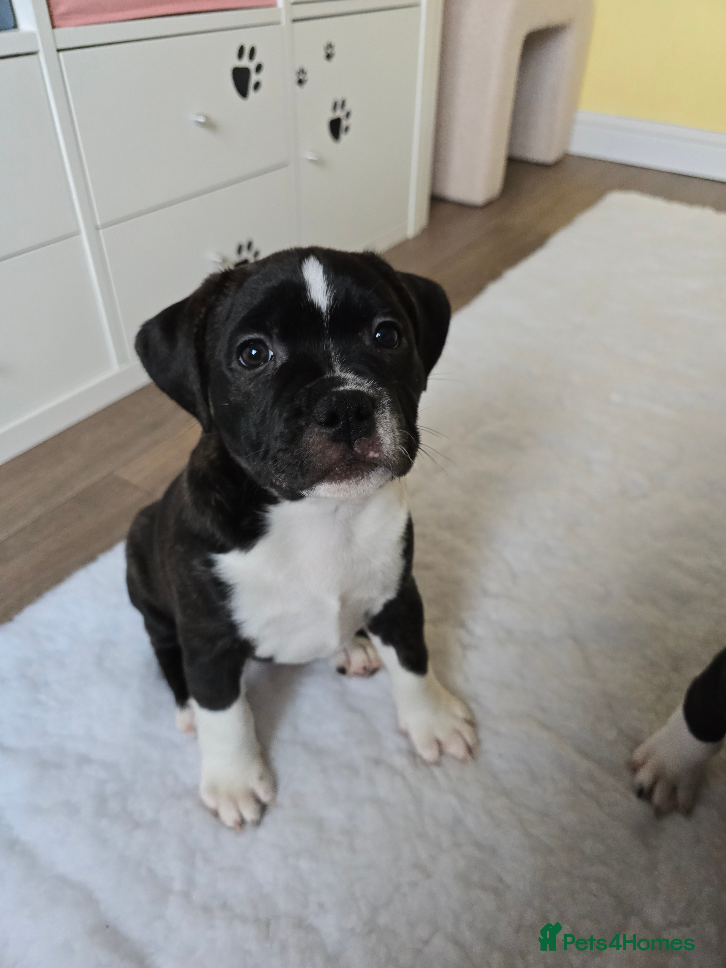Staffordshire Bull Terrier dogs COI 2.5 Stunning SBT puppies - Advert 5