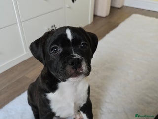 Staffordshire Bull Terrier dogs COI 2.5 Stunning SBT puppies - Advert 5