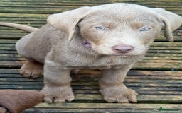 Labrador Retriever dogs for sale: Stunning Labrador puppies for sale  in Lostwithiel - Image 29