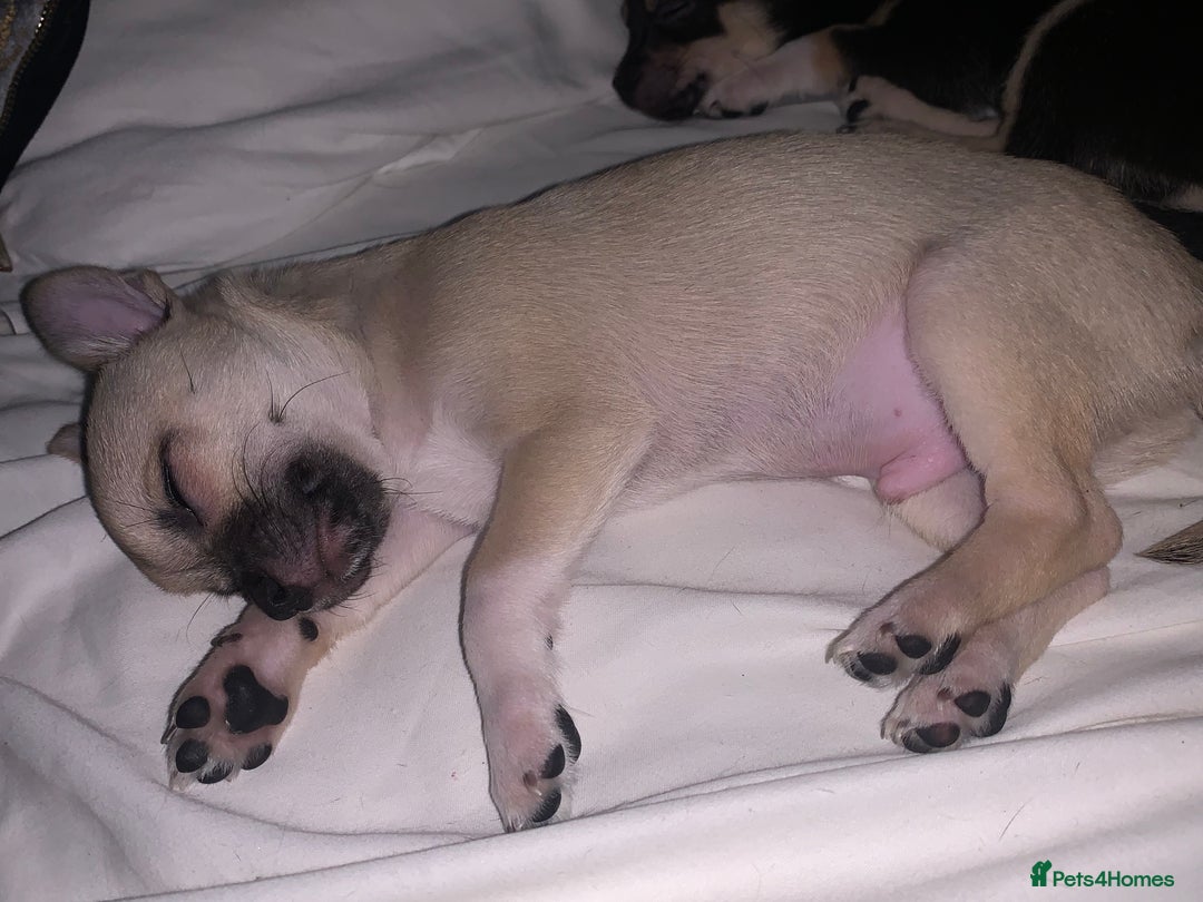 Chihuahua dogs for sale: ❤️ Last little boy ready for his forever home ❤️ - Advert 12