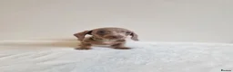 Miniature Dachshund dogs for sale: Beautiful Miniature Dachshund Puppies  - Advert 22