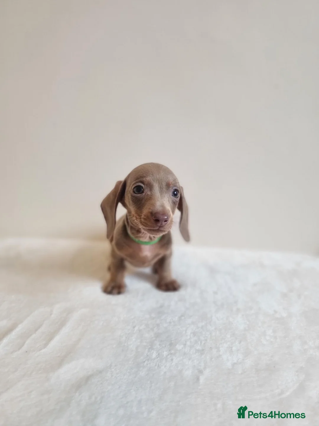 Miniature Dachshund dogs for sale: Beautiful Miniature Dachshund Puppies  - Advert 22