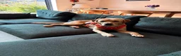 Labrador Retriever dogs for sale: 1.5 year old Labrador  - Advert 4