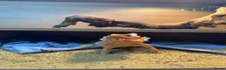 Bearded Dragon reptiles for sale: Red bearded dragon in Southampton - Advert 4