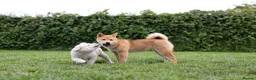 Japanese Shiba Inu dogs for sale: READY NOW Exclusive Japanese Shibas Puppies  🇯🇵 - Advert 12