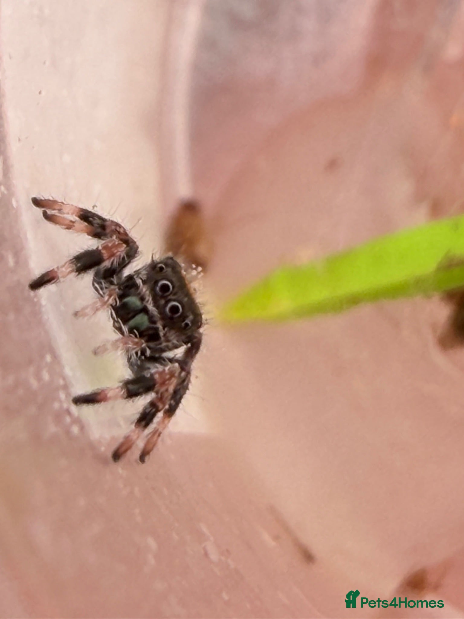 Spiders invertebrates Unsexed i5/i6 Jumping spider Florida Everglades  - Advert 2