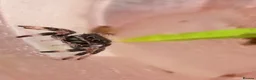Spiders invertebrates for sale: Unsexed i5/i6 Jumping spider Florida Everglades  - Advert 2