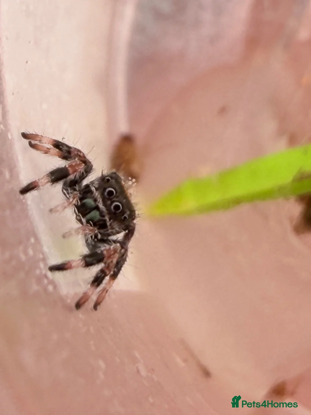 Spiders invertebrates for sale: Unsexed i5/i6 Jumping spider Florida Everglades  - Advert 2