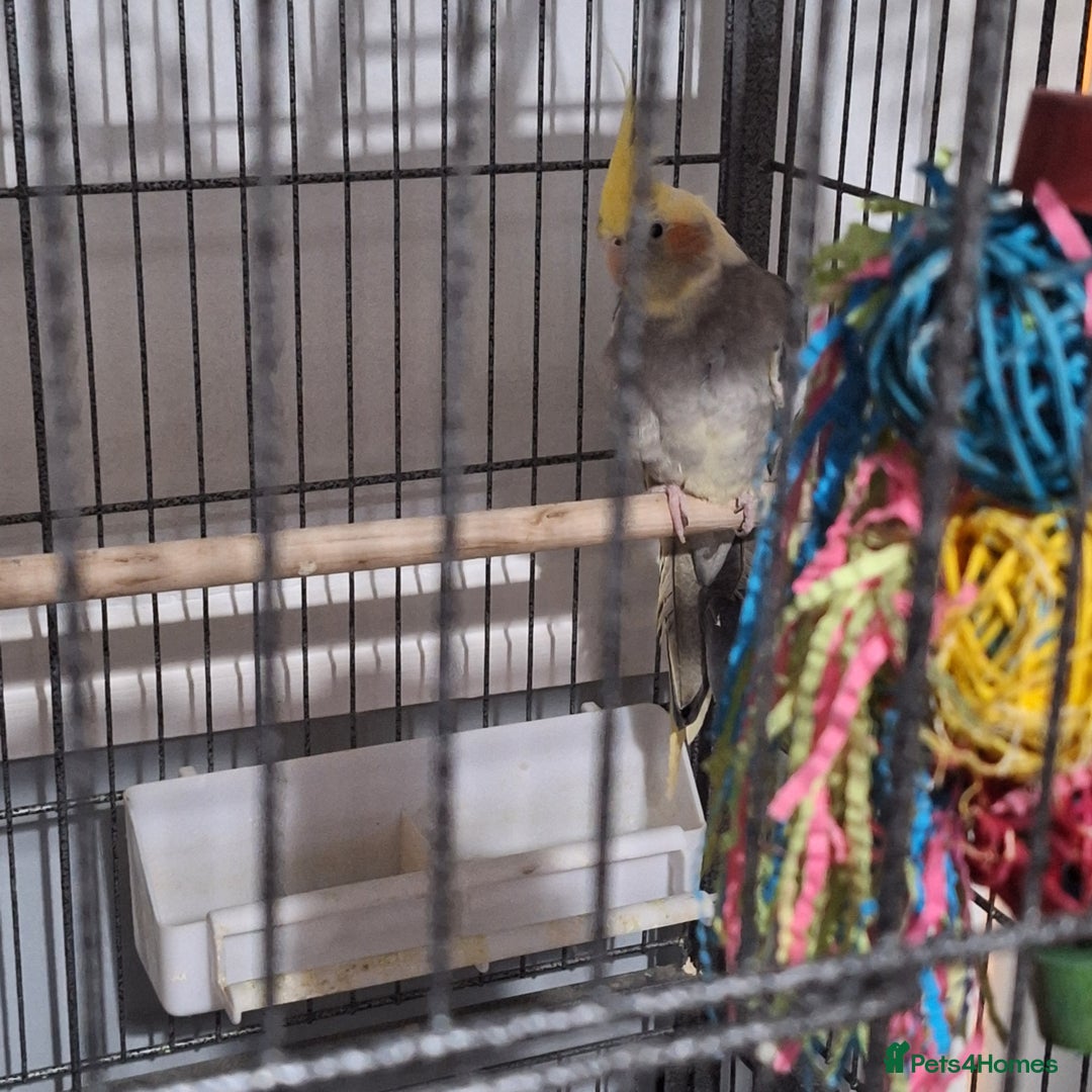 Cockatiels birds for sale: Cockatiel  - Advert 1