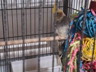 Cockatiels birds Cockatiel - Advert 1