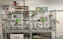 Budgerigars birds for sale: 6 Male Budgies. Tame/ semi-tame. OPEN TO OFFERS - Image 11