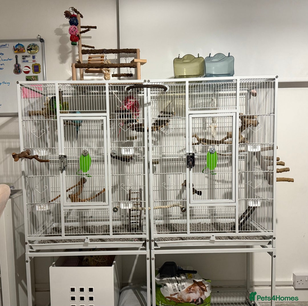 Budgerigars birds for sale: 6 Male Budgies. Tame/ semi-tame. OPEN TO OFFERS - Image 11