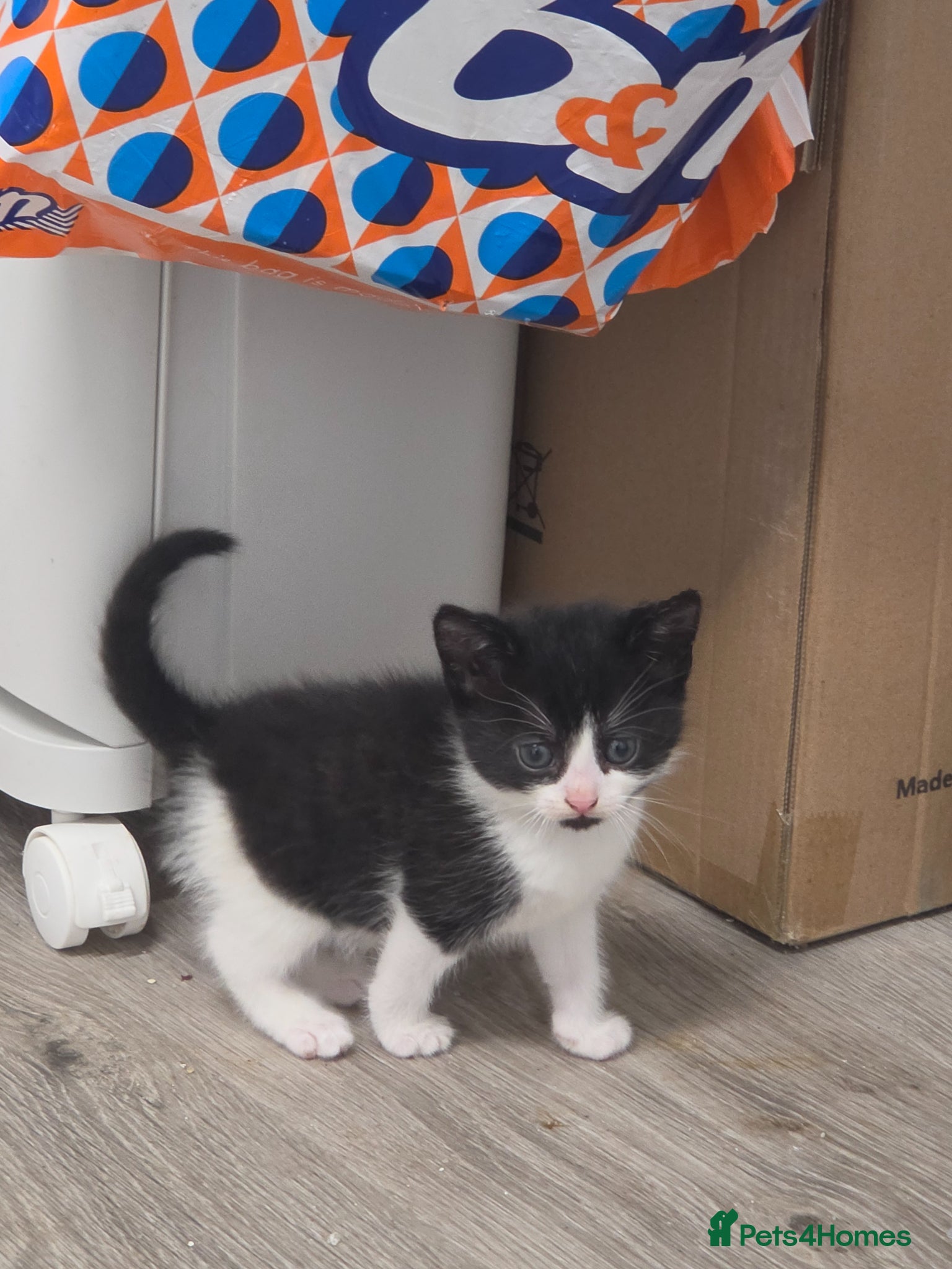 Mixed Breed cats Kittens ready Friday 17th April  - Advert 3