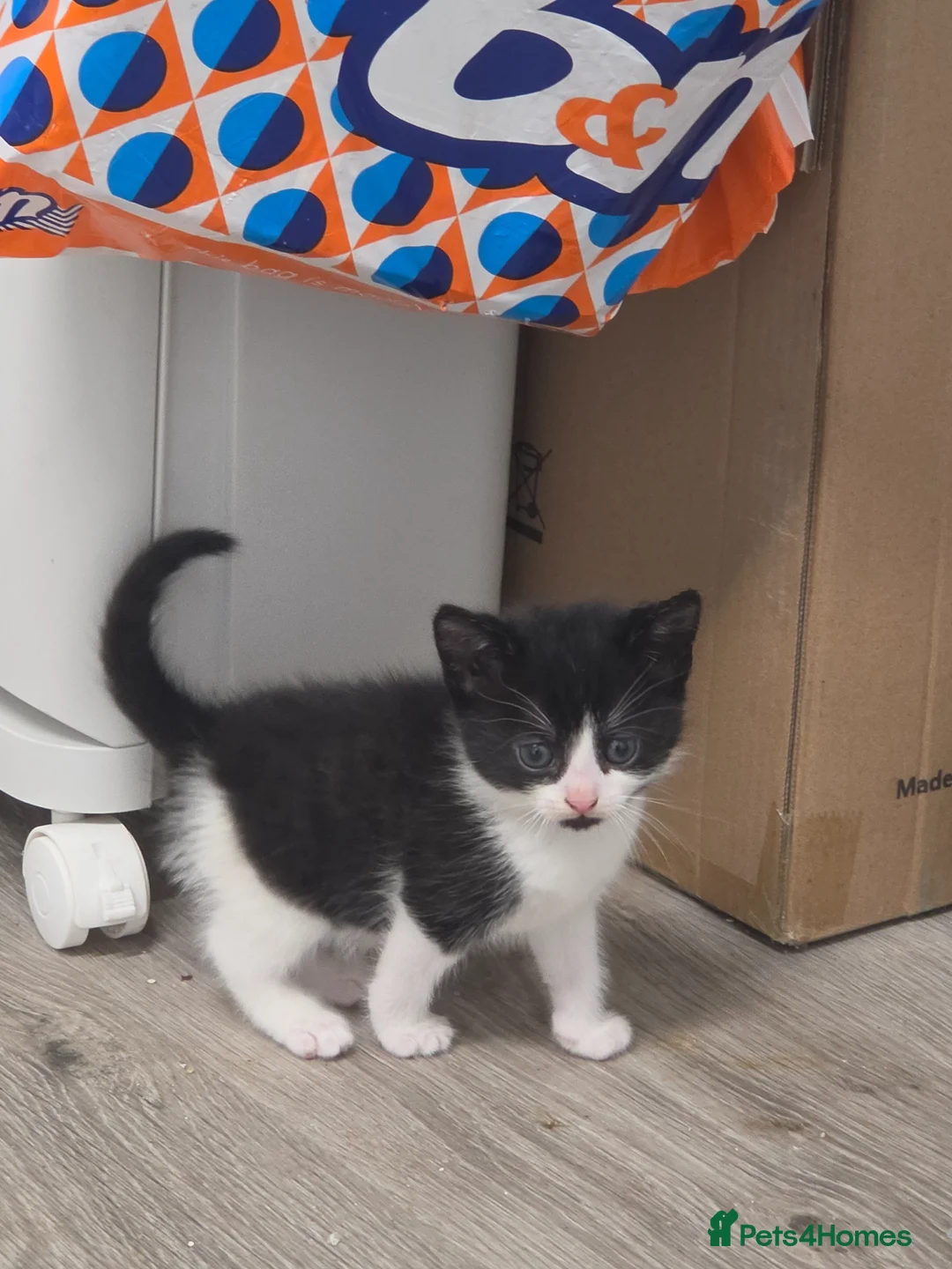 Mixed Breed cats for sale: Kittens ready Friday 17th April  - Advert 1