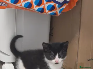 Mixed Breed cats Kittens ready Friday 17th April - Advert 3