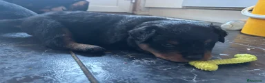 Rottweiler Puppy 7