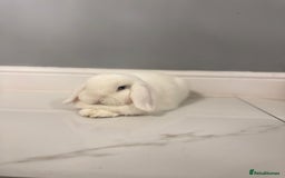 Mini Lop rabbits for sale: 🐰 Adorable Mini Lop Pair Looking for a Home! 🐰 - Advert 5