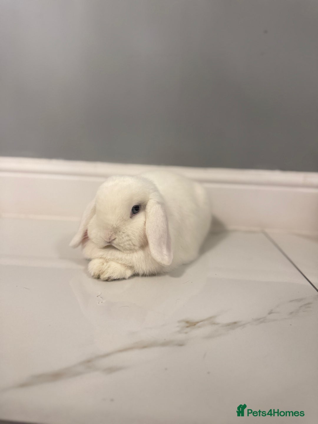 Mini Lop rabbits for sale: 🐰 Adorable Mini Lop Pair Looking for a Home! 🐰 - Advert 5
